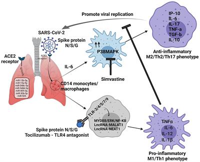 Frontiers | Macrophage Activation Syndrome And COVID 19: Impact Of MAPK ...